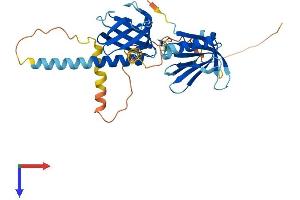 AlphaFold protein structure predicition of Human Recombinant DOK6 Protein, UniprotID Q6PKX4