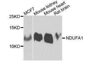 Western blot analysis of extracts of various cell lines, using NDUFA1 antibody. (NDUFA1 anticorps  (AA 1-70))