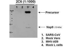 Western blotting using  anti-MHV-A59 nsp9 antibody to detect protein in various lysates, 6h post MHV infection. (MHV NSP9 anticorps)