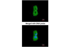 ICC/IF Image Immunofluorescence analysis of paraformaldehyde-fixed A549, using PSMC3, antibody at 1:200 dilution.