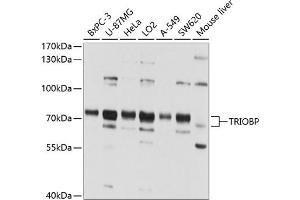 Western blot analysis of extracts of various cell lines, using TRIOBP antibody (ABIN1683149, ABIN3018979, ABIN3018980 and ABIN6220655) at 1:1000 dilution. (TRIOBP anticorps  (AA 180-310))