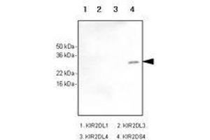 Image no. 1 for anti-Killer Cell Immunoglobulin-Like Receptor, Two Domains, Short Cytoplasmic Tail, 4 (KIR2DS4) antibody (ABIN377222) (KIR2DS4 anticorps)