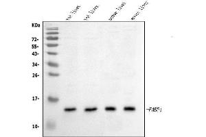 Western blot analysis of Liver FABP/Fabp1 using anti-Liver FABP/Fabp1 antibody (ABIN5693223).