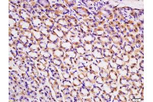 Formalin-fixed and paraffin embedded rat stomach labeled with Rabbit Anti-ACVR2B/ACTR-IIB Polyclonal Antibody, Unconjugated  at 1:200 followed by conjugation to the secondary antibody and DAB staining