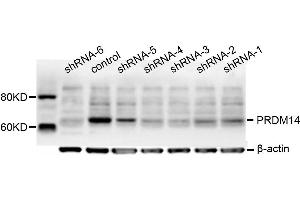 Dot Blot (DB) image for anti-PR Domain Containing 14 (PRDM14) antibody (ABIN1876766)