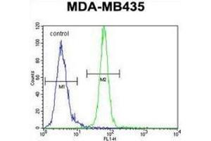 Flow cytometric analysis of MDA-MB435 cells (right histogram) compared to a negative control cell (left histogram) using AKT1 / PKB  Antibody  (C-term), followed by FITC-conjugated goat-anti-rabbit secondary antibodies. (AKT1 anticorps  (C-Term))