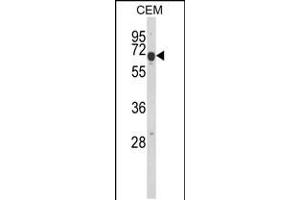 Western blot analysis of EDIL3 Antibody in CEM cell line lysates (35ug/lane) (EDIL3 anticorps  (AA 337-365))