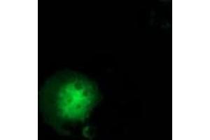 Immunofluorescence (IF) image for anti-Guanylate Binding Protein 5 (GBP5) antibody (ABIN1498408)
