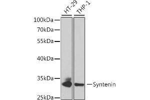 Western blot analysis of extracts of various cell lines, using Syntenin antibody (ABIN6132381, ABIN6147469, ABIN6147470 and ABIN6220999) at 1:1000 dilution. (SDCBP anticorps  (AA 1-260))