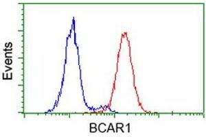 Image no. 1 for anti-Breast Cancer Anti-Estrogen Resistance 1 (BCAR1) antibody (ABIN1496832) (BCAR1 anticorps)