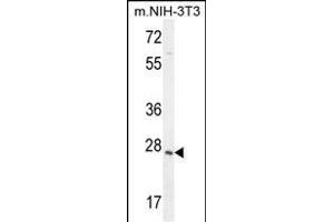 ZCCHC17 Antibody (Center) (ABIN654970 and ABIN2844608) western blot analysis in mouse NIH-3T3 cell line lysates (35 μg/lane). (ZCCHC17 anticorps  (AA 159-187))