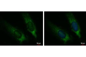 ICC/IF Image CYP7B1 antibody [C3], C-term detects CYP7B1 protein at cytoplasm by immunofluorescent analysis.