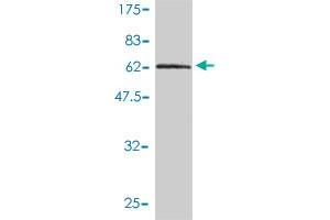 Western Blot detection against Immunogen (62.