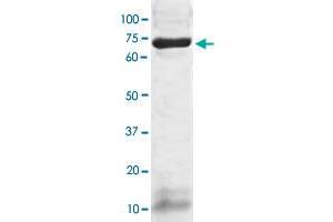 The whole cell lysate derived from human hepatoma HepG2 was immunoblotted PSAP polyclonal antibody  at 1 : 500. (Prosaposin anticorps  (AA 300-360))