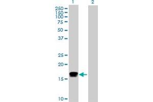 Western Blot analysis of IFNA2 expression in transfected 293T cell line by IFNA2 MaxPab polyclonal antibody.