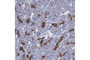 Immunohistochemical staining of human pancreas with C1orf86 polyclonal antibody  shows strong positivity in pancreatic ducts. (C1orf86 anticorps)