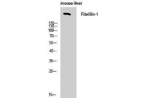 Western Blotting (WB) image for anti-Fibrillin 1 (FBN1) (C-Term) antibody (ABIN3175065) (Fibrillin 1 anticorps  (C-Term))