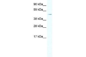 HSF1 antibody (20R-1123) used at 0. (HSF1 anticorps  (C-Term))
