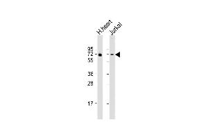 All lanes : Anti-FB Antibody (Center) at 1:2000 dilution Lane 1: human heart lysate Lane 2: Jurkat whole cell lysate Lysates/proteins at 20 μg per lane. (FAM189B anticorps  (AA 365-400))