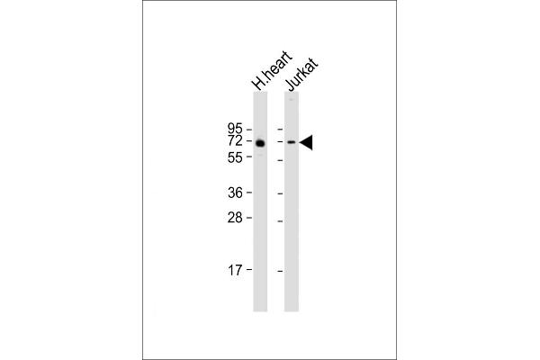 FAM189B antibody  (AA 365-400)