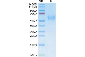 Mouse uPAR isoform 1 on Tris-Bis PAGE under reduced condition.