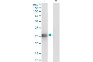 Western Blot analysis of APOA1 expression in transfected 293T cell line by APOA1 monoclonal antibody (M01), clone 3A11-1A9. (APOA1 anticorps  (AA 1-267))