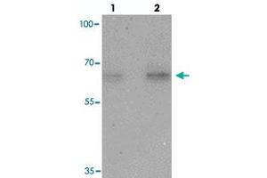 Western blot analysis of NELF in HeLa cell lysate with NELF polyclonal antibody  at (lane 1) 1 and (lane 2) 2 ug/mL. (NMDA Receptor Synaptonuclear Signaling and Neuronal Migration Factor (NSMF) (Internal Region) anticorps)