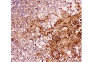 IHC-P: Annexin A1 antibody testing of human tonsil tissue