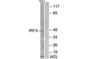 Western blot analysis of extracts from HeLa cells, using IRF3 (Ab-396) Antibody. (IRF3 anticorps  (AA 362-411))