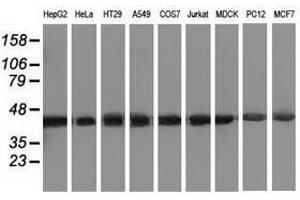 Image no. 2 for anti-DnaJ (Hsp40) Homolog, Subfamily A, Member 2 (DNAJA2) antibody (ABIN1497858) (DNAJA2 anticorps)