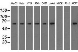 Western blot analysis of extracts (35 µg) from 9 different cell lines by using anti-SNX9 monoclonal antibody. (SNX9 anticorps)