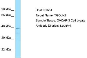 Host: Rabbit Target Name: TGOLN2 Sample Tissue: Human OVCAR-3 Whole Cell Antibody Dilution: 1ug/ml (TGOLN2 anticorps  (C-Term))