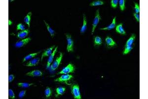 Immunofluorescent analysis of Hela cells using ABIN7149190 at dilution of 1:100 and Alexa Fluor 488-congugated AffiniPure Goat Anti-Rabbit IgG(H+L) (Cytochrome C1 anticorps  (AA 85-325))