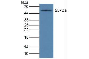 Figure. (CYP1A1 anticorps  (AA 1-250))