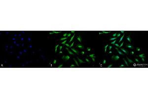 Immunocytochemistry/Immunofluorescence analysis using Rabbit Anti-CDC37 Polyclonal Antibody . (CDC37 anticorps  (Atto 390))