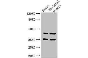 Western Blot Positive WB detected in: Mouse heart tissue, Mouse skeletal muscle tissue All lanes: ACTL9 antibody at 3. (ACTL9 anticorps  (AA 1-160))