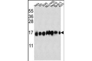 IFITM3 Antibody (N-term) (ABIN387989 and ABIN2845007) western blot analysis in Hela,293,A549,NCI-,HepG2,Sk-Br-3, cell line lysates (35 μg/lane).