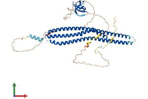 AlphaFold protein structure predicition of Human Recombinant BAIAP2L1 Protein, UniprotID Q9UHR4