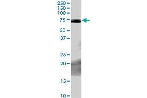 PCK2 MaxPab rabbit polyclonal antibody. (PEPCK anticorps  (AA 1-640))