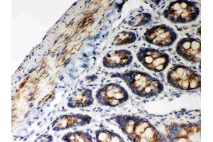 Anti-Hsp60 Picoband antibody, (ABIN3043854), IHC(P)IHC(P): Rat Intestine Tissue (HSPD1 anticorps  (AA 260-496))