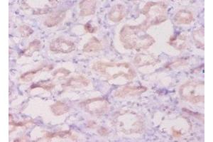 Immunohistochemistry of paraffin-embedded human kidney tissue using ABIN7145472 at dilution of 1:50 (beta Defensin 1 anticorps  (AA 33-68))