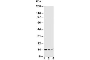 Western blot testing of NGF antibody and Lane 1:  Recombinant human protein 10ng;  2: 5ng;  3: 2. (Nerve Growth Factor anticorps  (AA 122-241))