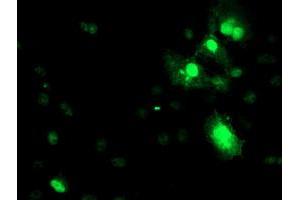 Immunofluorescence (IF) image for anti-serpin Peptidase Inhibitor, Clade A (Alpha-1 Antiproteinase, Antitrypsin), Member 5 (SERPINA5) antibody (ABIN1500054) (SERPINA5 anticorps)