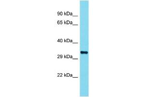 Western Blotting (WB) image for anti-Olfactory Receptor 110 (OLFR110) (C-Term) antibody (ABIN2791207) (Olfr110 anticorps  (C-Term))