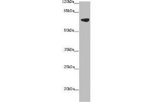 Western blot All lanes: SLC34A1 antibody at 2. (Solute Carrier Family 34 (Type II Sodium/phosphate Contransporter), Member 1 (SLC34A1) (AA 1-103) anticorps)