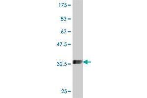 Western Blot detection against Immunogen (36.
