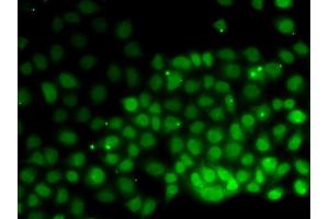 Immunofluorescence (IF) image for anti-High Mobility Group Nucleosomal Binding Domain 2 (HMGN2) antibody (ABIN1877142) (HMGN2 anticorps)