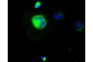 Anti-CD4 mouse monoclonal antibody (ABIN2452385) immunofluorescent staining of COS7 cells transiently transfected by pCMV6-ENTRY CD4 (RC206453). (CD4 anticorps)