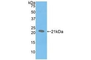 Detection of Recombinant SPB, Mouse using Polyclonal Antibody to Surfactant Protein B (SP-B) (SFTPB anticorps  (AA 20-193))