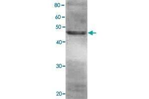 Detection of RPN7 (49 kDa) in the crude extract of S. (PSMD6 anticorps)